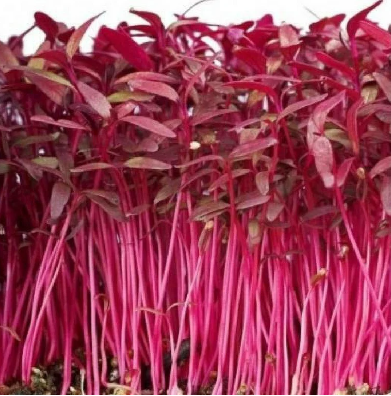 Amaranth Red Microgreen