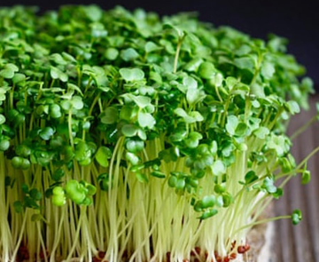 Broccoli Microgreen