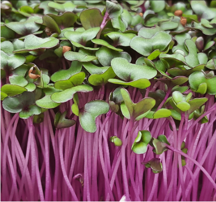 Cabbage red Microgreen