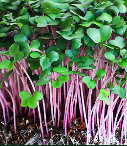 Kohlrabi Purple Microgreen