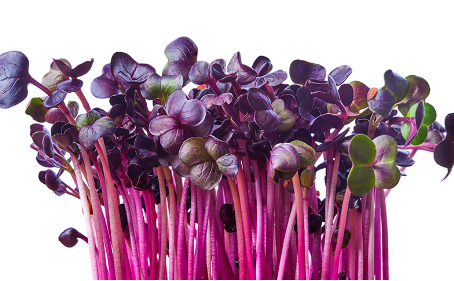 Rambo Radish Microgreen