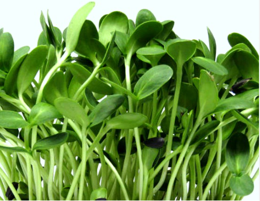 Sunflower Microgreen