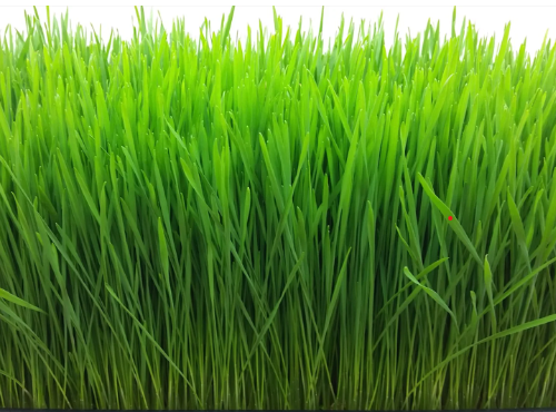 Wheatgrass