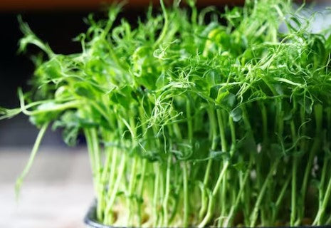 Pea shoot Microgreen